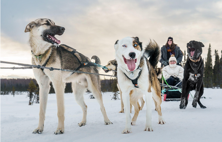 A team of sled dogs, including huskies and a black lab, eagerly await the start of a snowy adventure in Mat-Su, Alaska