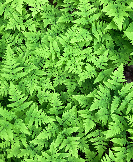 A dense carpet of vibrant green fern fronds unfurls in a lush forest floor in Mat-Su, Alaska