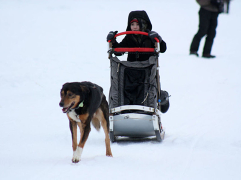 A child in a sled is being pulled by a dog across a snowy landscape in Mat-Su, Alaska