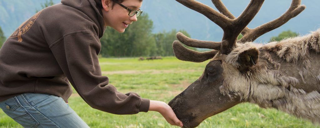 A young person in a brown hoodie gently feeds a reindeer in a grassy field with mountains in the background in Mat-Su, Alaska