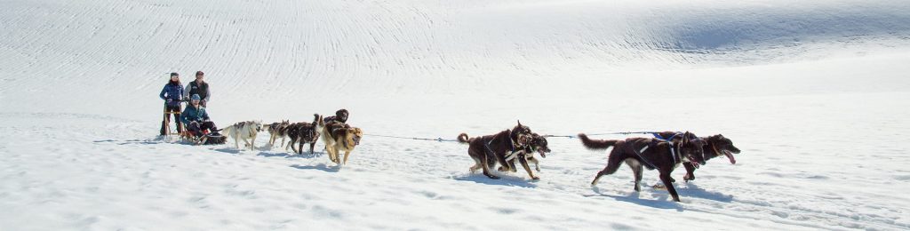 A team of sled dogs pulling a sled across a snowy landscape with mushers guiding them in Mat-Su, Alaska