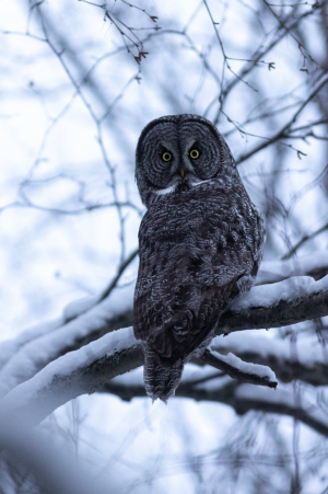 A great grey owl perched on a snow-covered branch, its piercing yellow eyes gazing intently into the distance in Mat-Su, Alaska