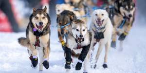A pack of sled dogs, including huskies and malamutes, racing across a snowy landscape, pulling a sled with a musher in Mat-Su, Alaska