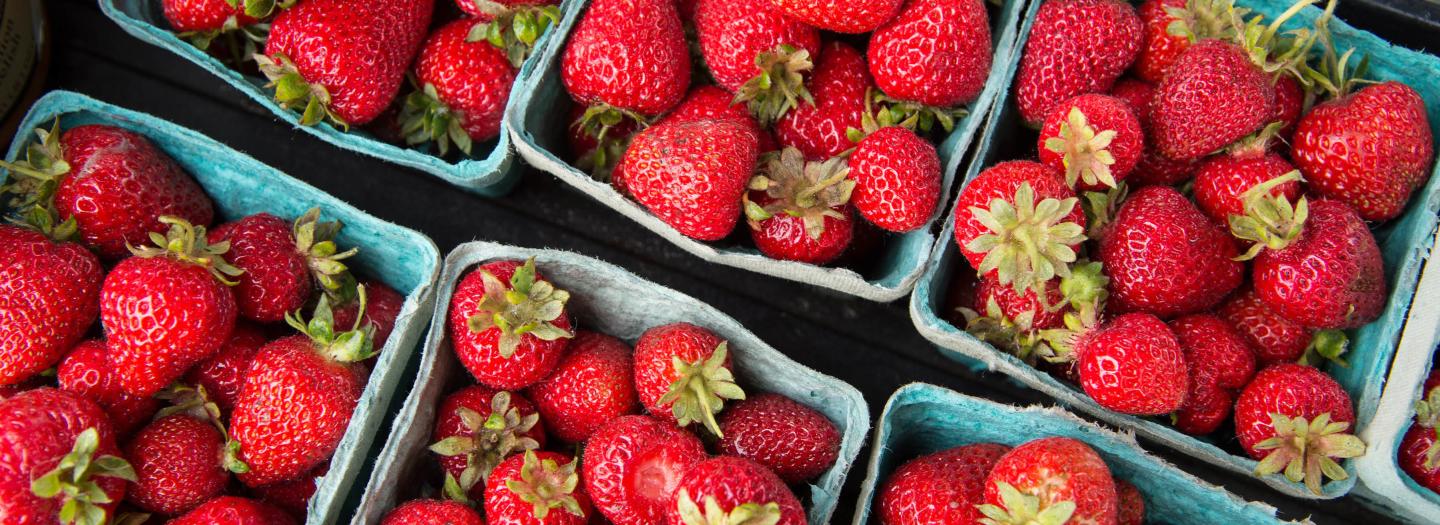 Freshly picked strawberries in blue containers, ready for sale at a market in Mat-Su, Alaska