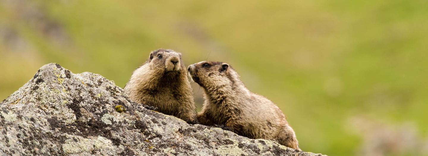 Two marmots sitting on a rocky outcrop in a grassy field in Mat-Su, Alaska