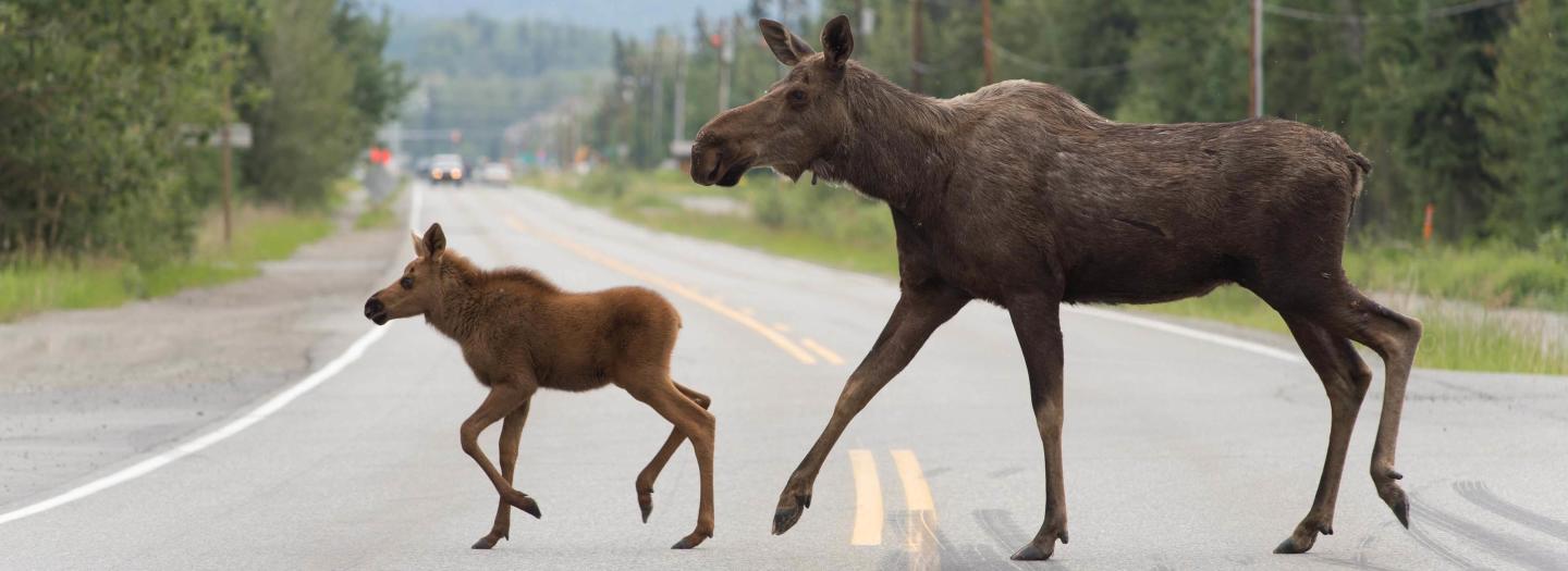 A mother moose and her calf cross a paved road in a forested area in Mat-Su, Alaska