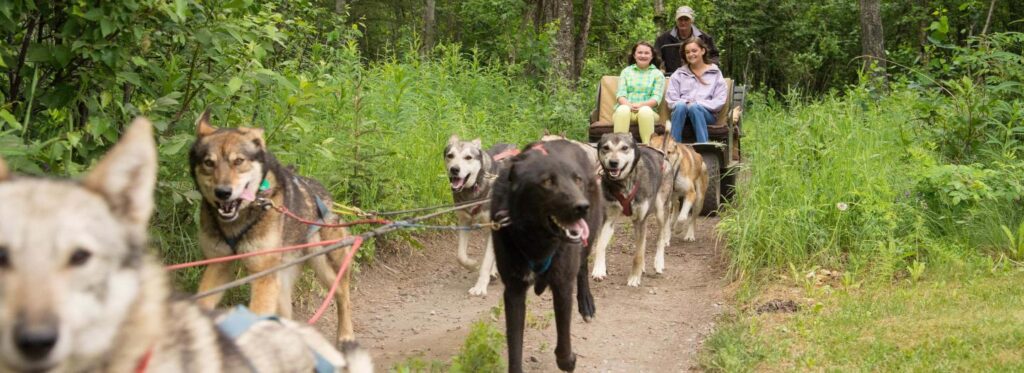 A group of people enjoying a dog sled ride through a lush, green forest with enthusiastic huskies leading the way in Mat-Su, Alaska