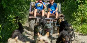 Two children ride in a small vehicle pulled by a pack of enthusiastic dogs through a lush, green forest trail in Mat-Su, Alaska