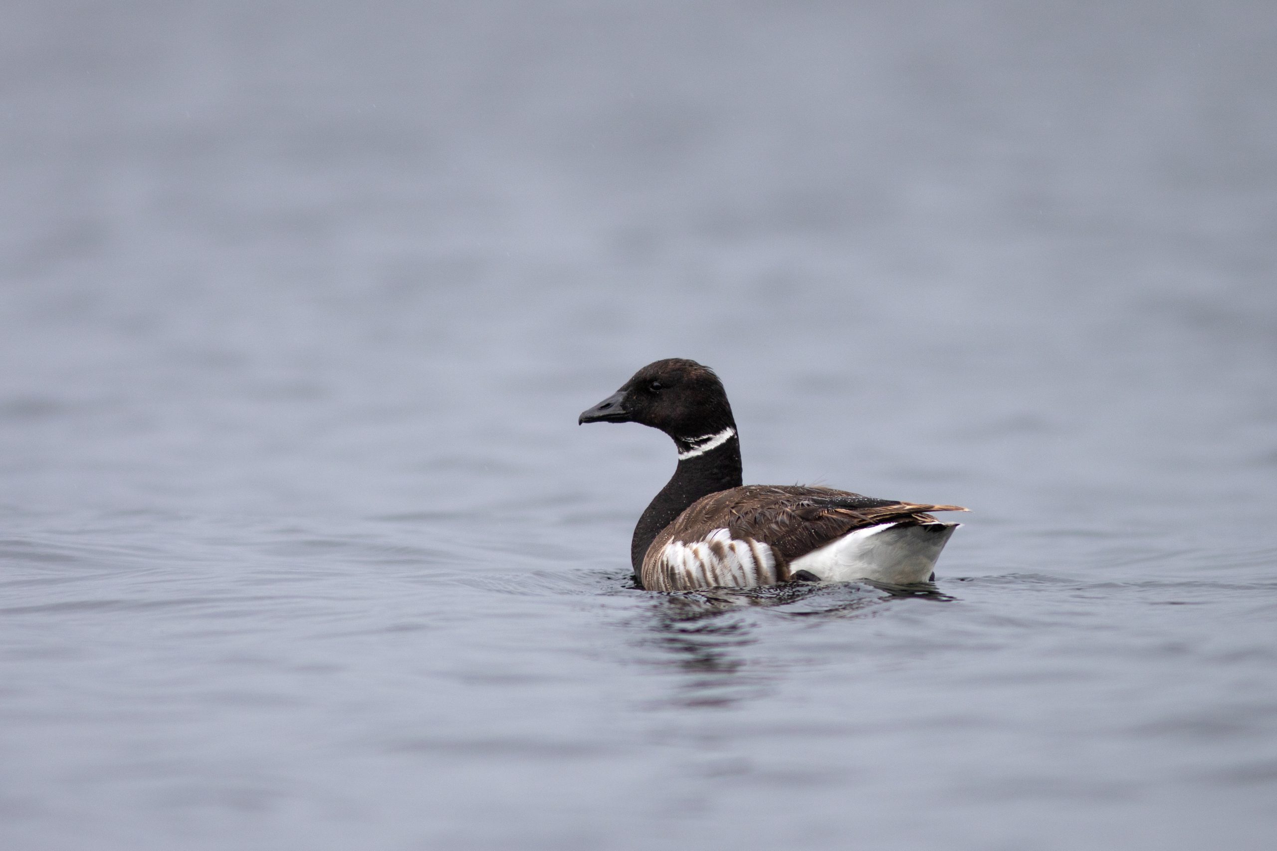 A black and white duck with a distinctive black head and neck swims calmly on a gray, overcast lake in Mat-Su, Alaska