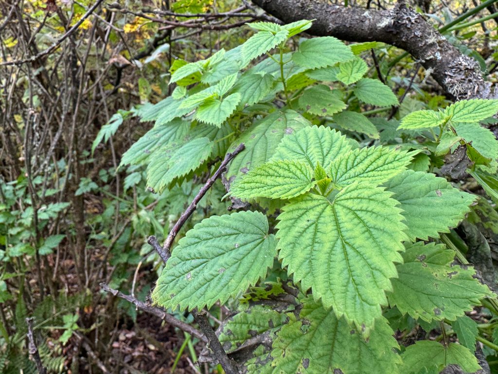 A cluster of bright green, serrated leaves growing in a woodland setting in Mat-Su, Alaska