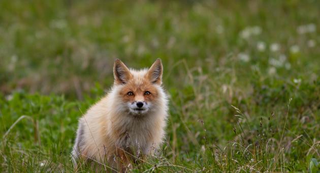 A fluffy red fox sits alertly in a lush green meadow in Mat-Su, Alaska