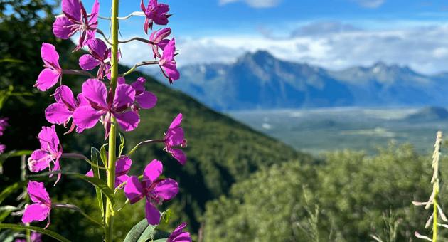 A vibrant cluster of pink fireweed flowers stands tall against a backdrop of majestic mountains and a serene valley in Mat-Su, Alaska