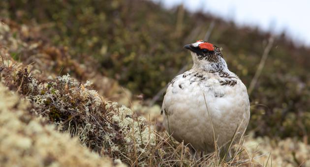 A ptarmigan with a distinctive red patch on its head stands alert in a mossy, alpine meadow in Mat-Su, Alaska