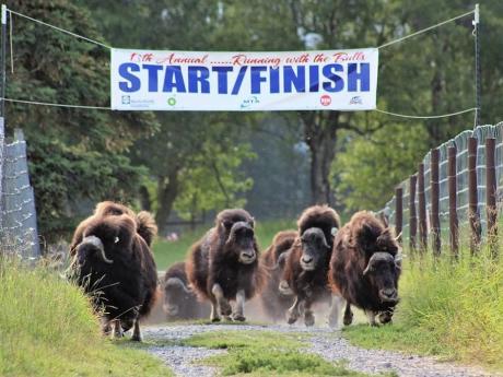 A herd of musk oxen runs energetically down a grassy path, with a banner reading 'Start/Finish' strung across the finish line in Mat-Su, Alaska