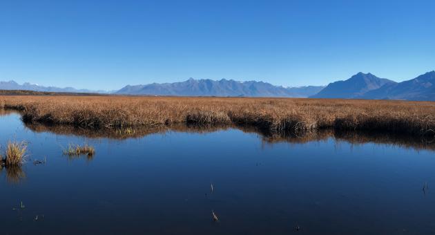 A serene wetland landscape with tall grasses reflecting in calm water under a clear blue sky in Mat-Su, Alaska