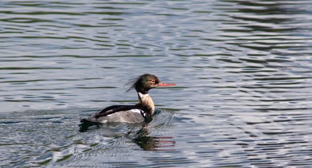 A hooded merganser swims gracefully on a calm lake, its distinctive crest visible in Mat-Su, Alaska
