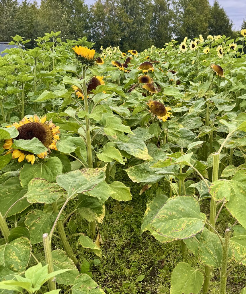 A field of blooming sunflowers under a cloudy sky in Mat-Su, Alaska