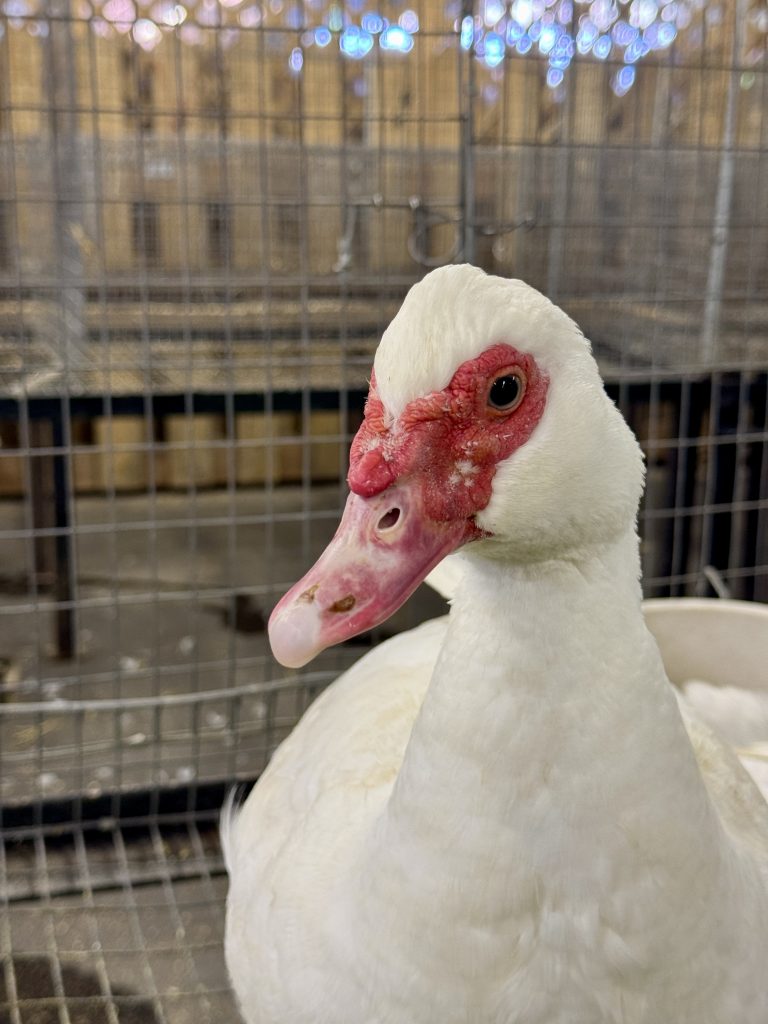 A close-up of a white Muscovy duck with a red caruncle face in a cage in Mat-Su, Alaska