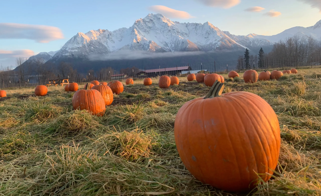 Many pumpkins scattered in a field with snow-capped mountains in the background in Mat-Su, Alaska