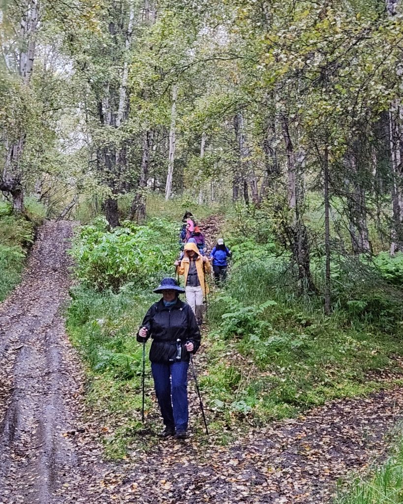 A group of hikers walking along a muddy trail in a forest in Mat-Su, Alaska