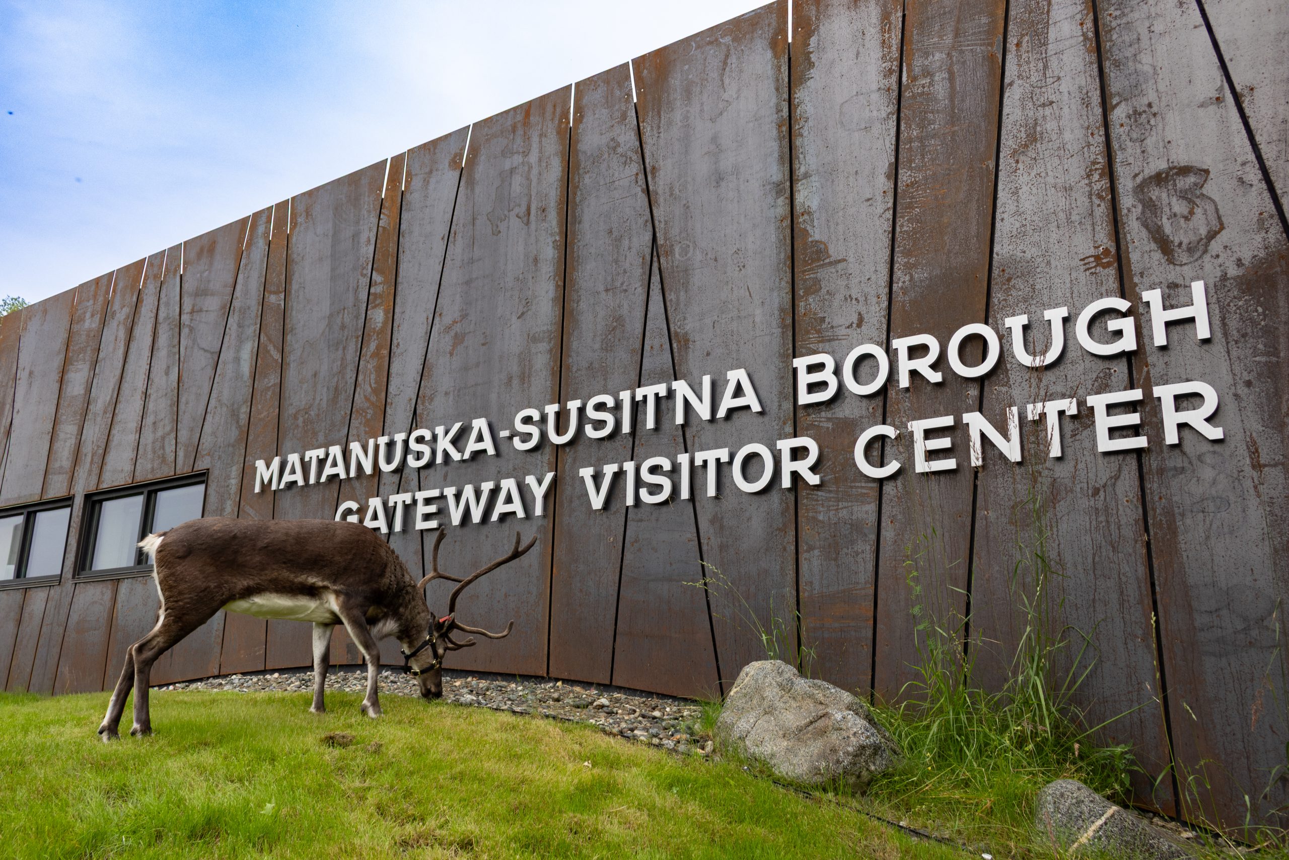 A caribou grazes on grass in front of the Matanuska-Susitna Borough Gateway Visitor Center in Mat-Su, Alaska