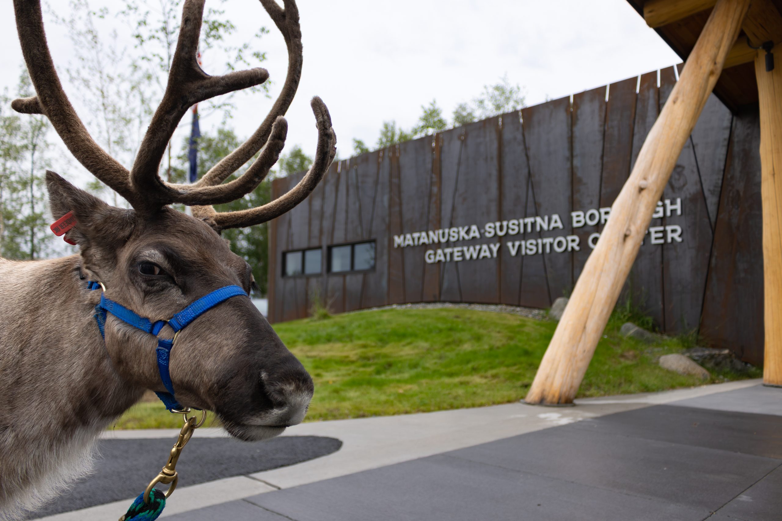 A reindeer wearing a blue harness stands outside a visitor center building in Mat-Su, Alaska