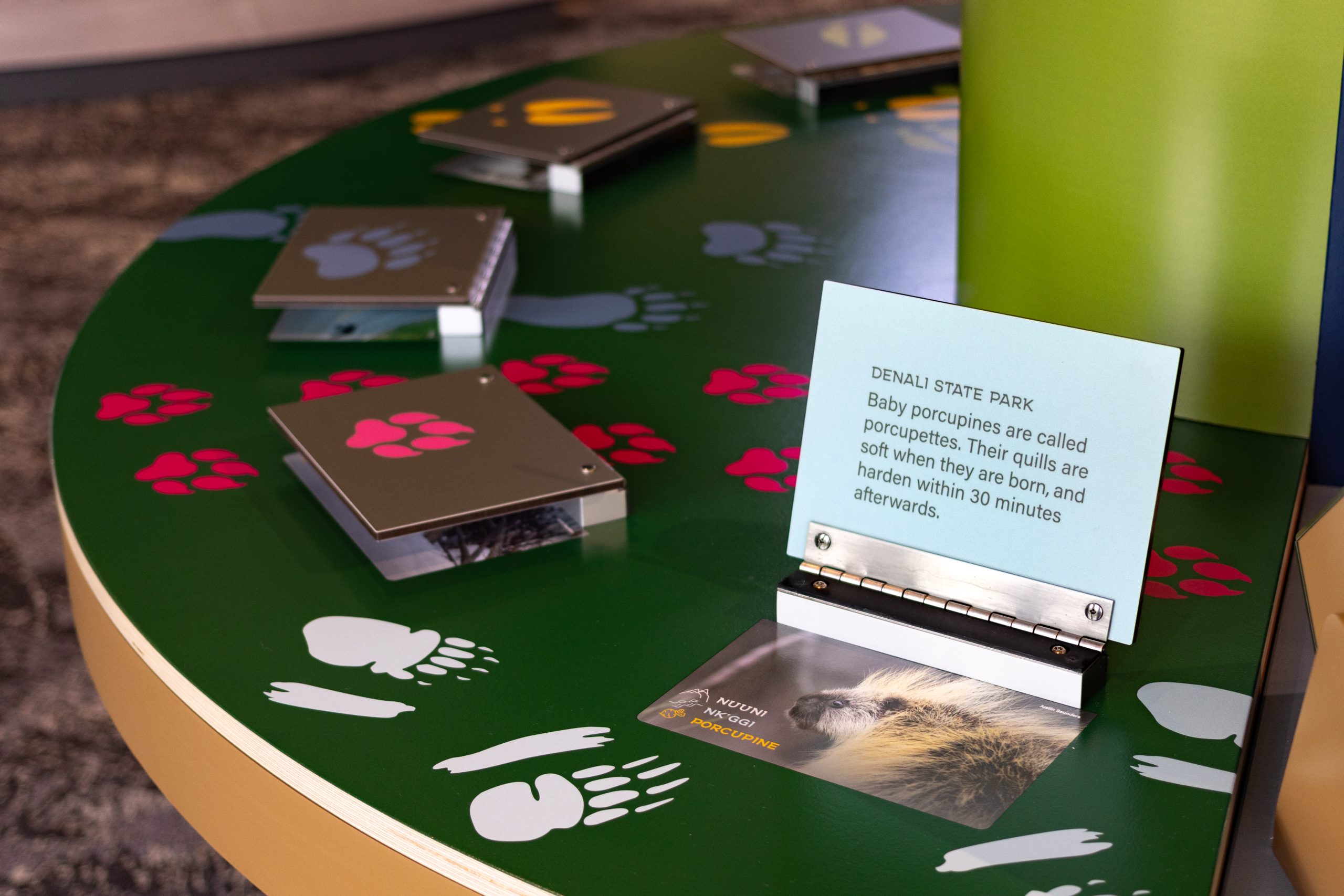 An educational display featuring animal tracks and information cards about wildlife in Mat-Su, Alaska