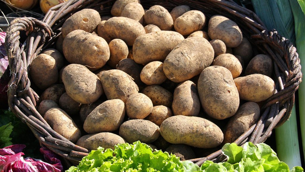 A woven basket filled with fresh, unwashed brown potatoes in Mat-Su, Alaska