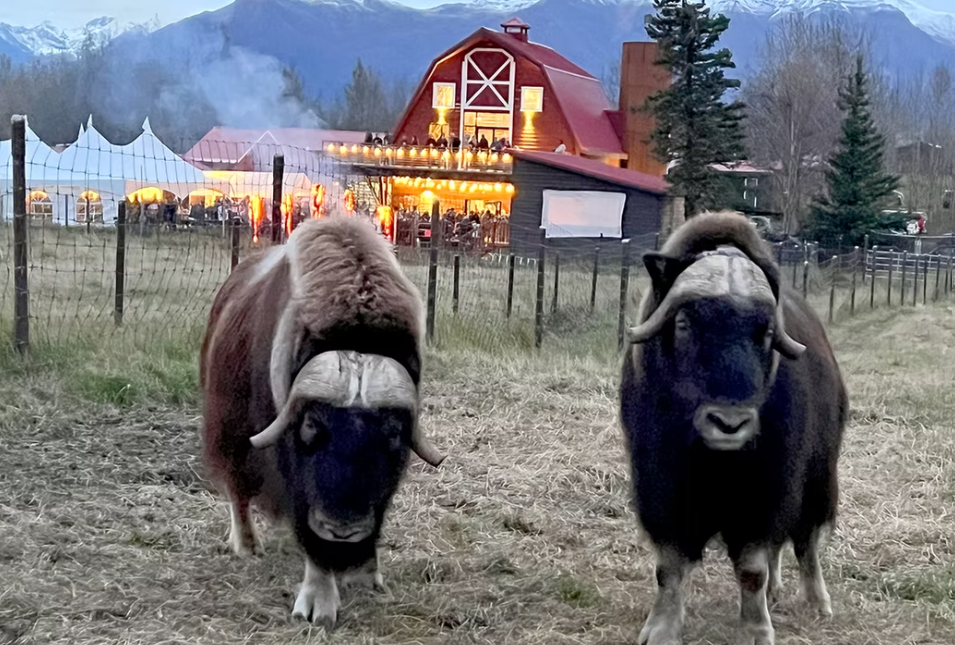 Two muskoxen stand in a field before a lit barn and event tent in Mat-Su, Alaska