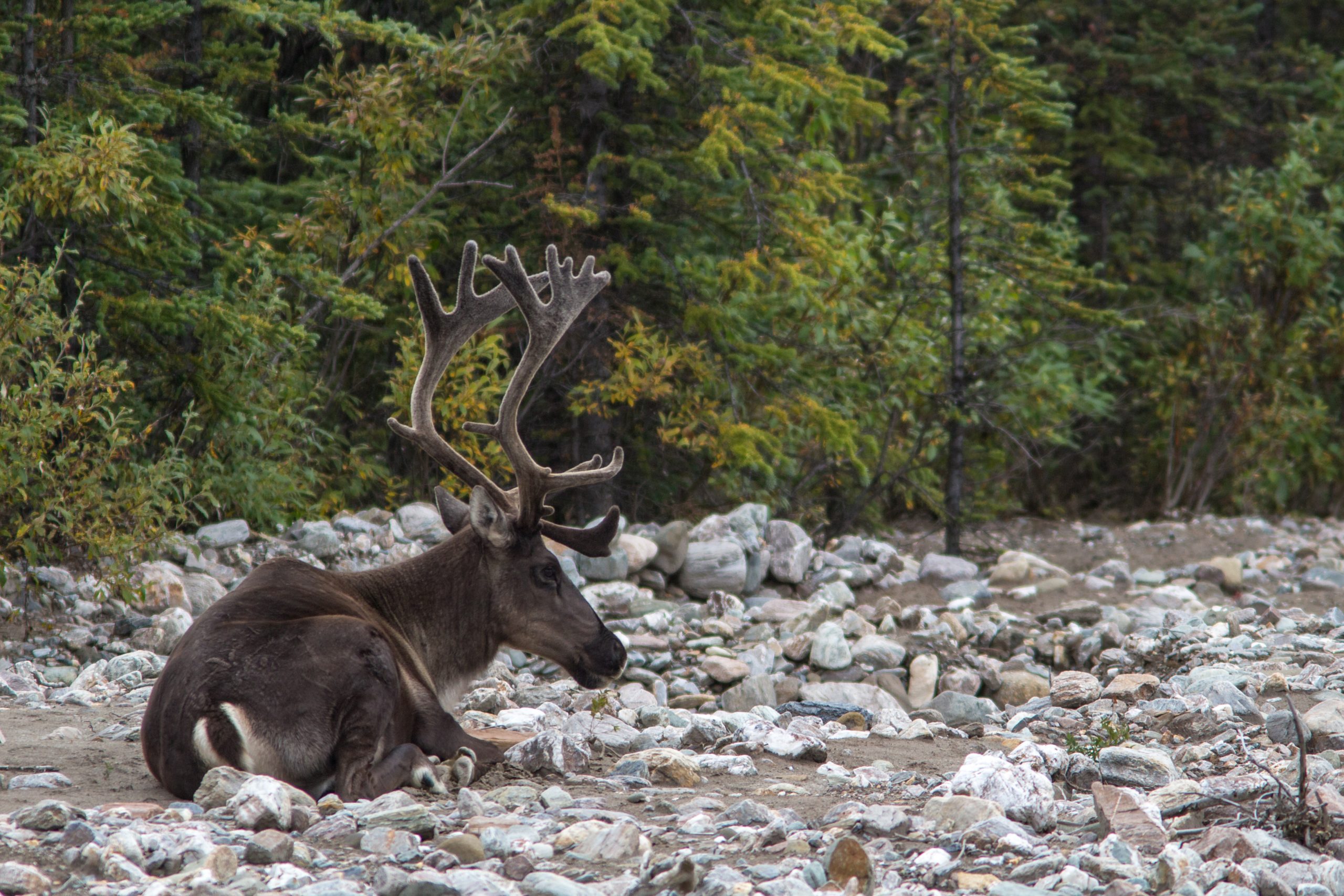 A caribou with large antlers resting on a rocky ground near a forest in Mat-Su, Alaska