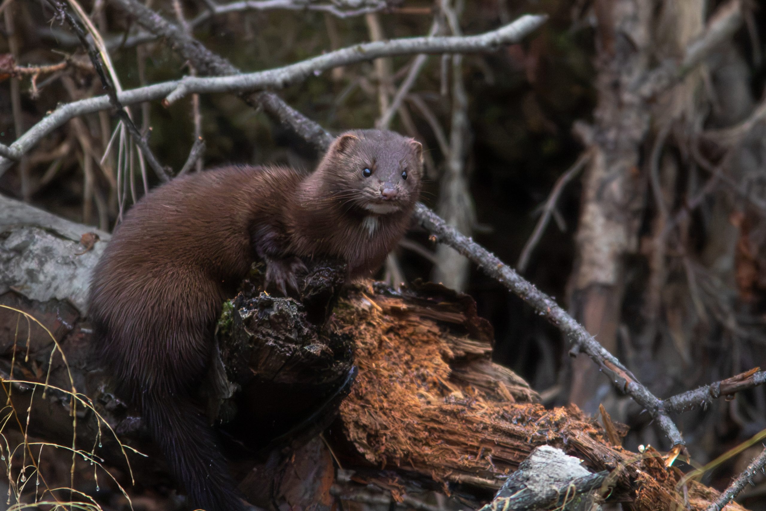 A brown mink perched on a decaying log in a wooded area in Mat-Su, Alaska
