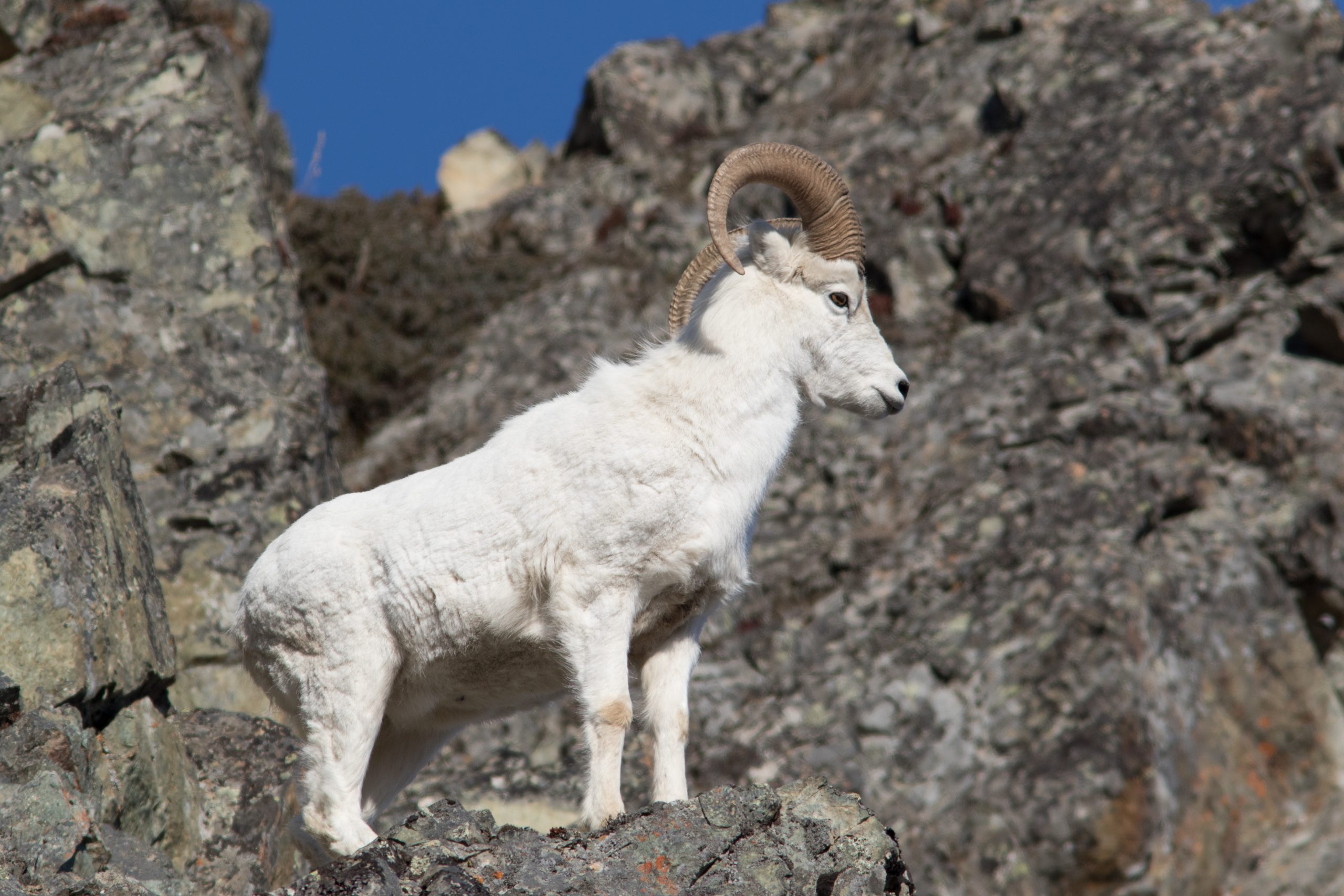 A white Dall sheep standing on a rocky mountain slope in Mat-Su, Alaska