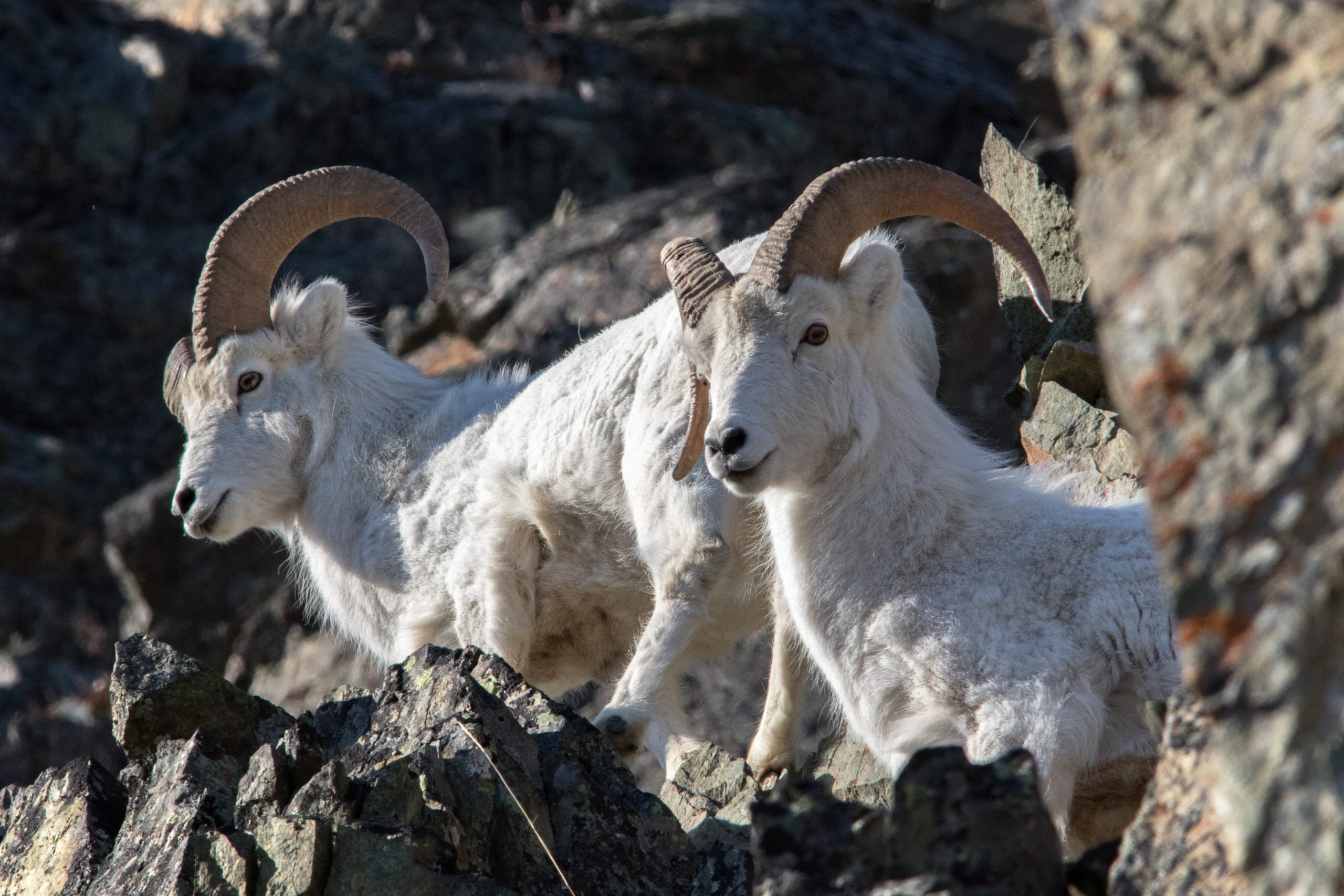 Two Dall sheep with curved horns standing on a rocky mountain slope in Mat-Su, Alaska