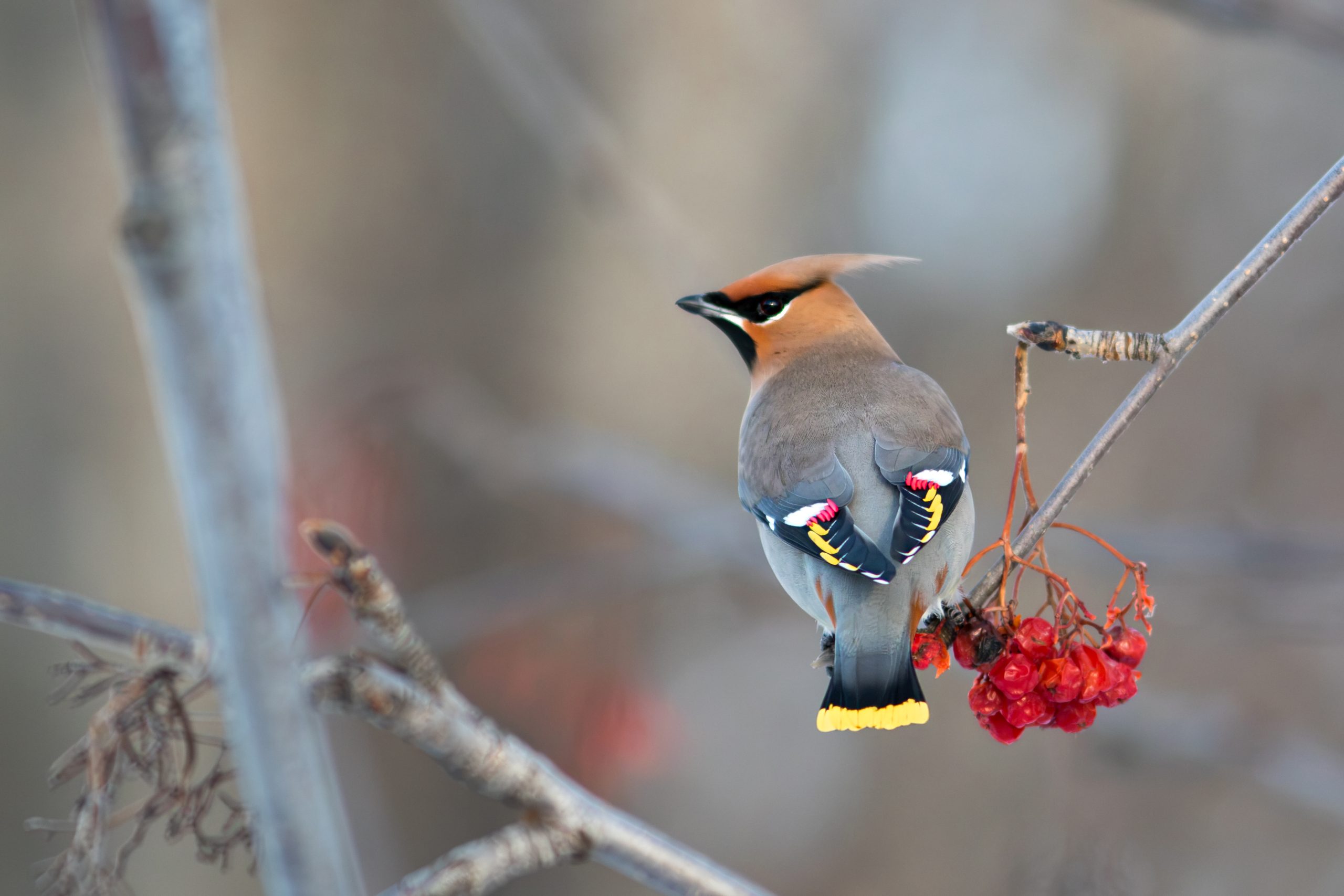 A bohemian waxwing perched on a branch next to a cluster of red berries in Mat-Su, Alaska