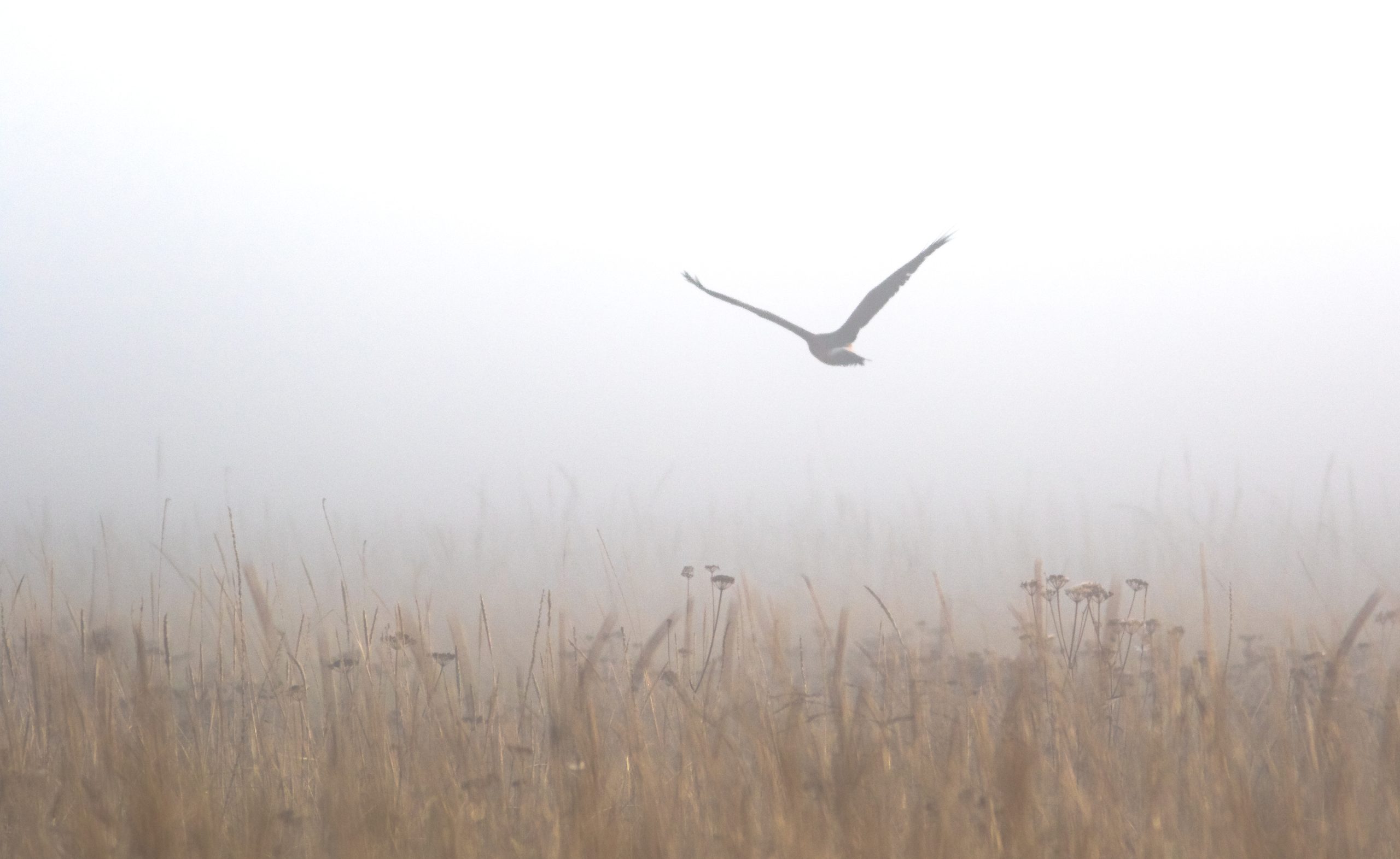 A bird flying over a field of tall grass in thick fog in Mat-Su, Alaska