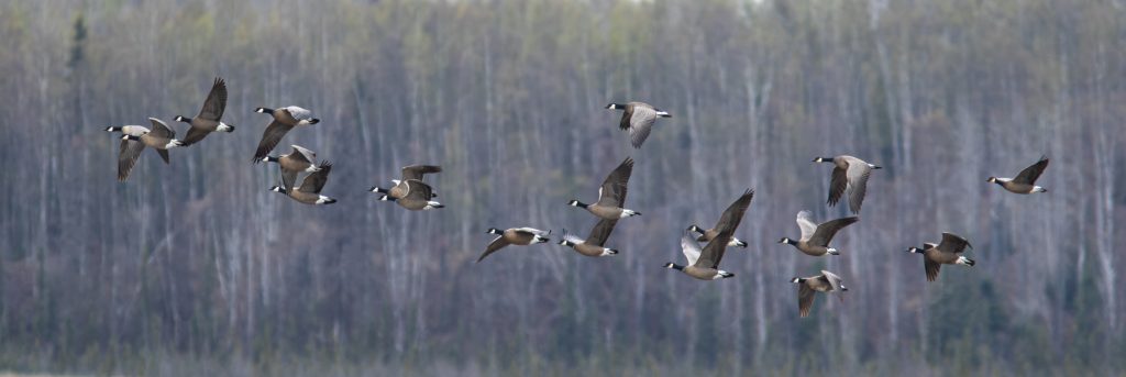 A flock of Canada geese flying in front of a forest in Mat-Su, Alaska