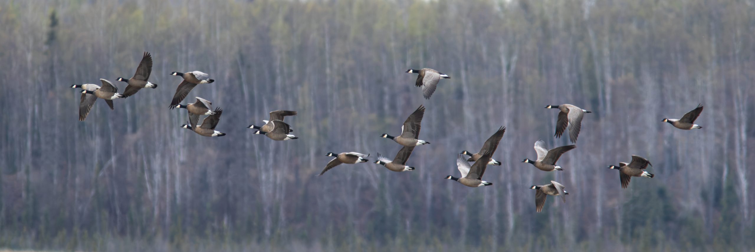 A flock of Canada geese flying in front of a forest in Mat-Su, Alaska
