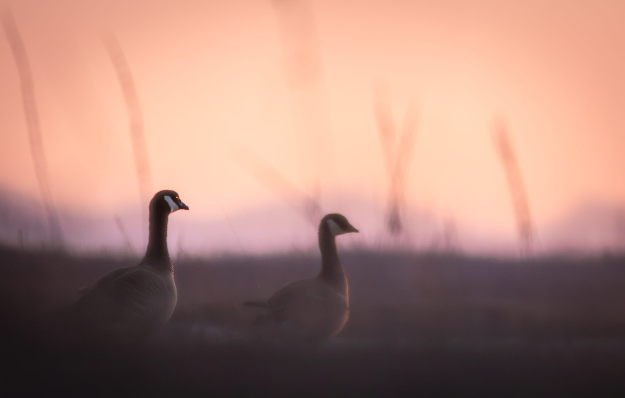 Two geese stand in a field during a soft, hazy sunrise in Mat-Su, Alaska
