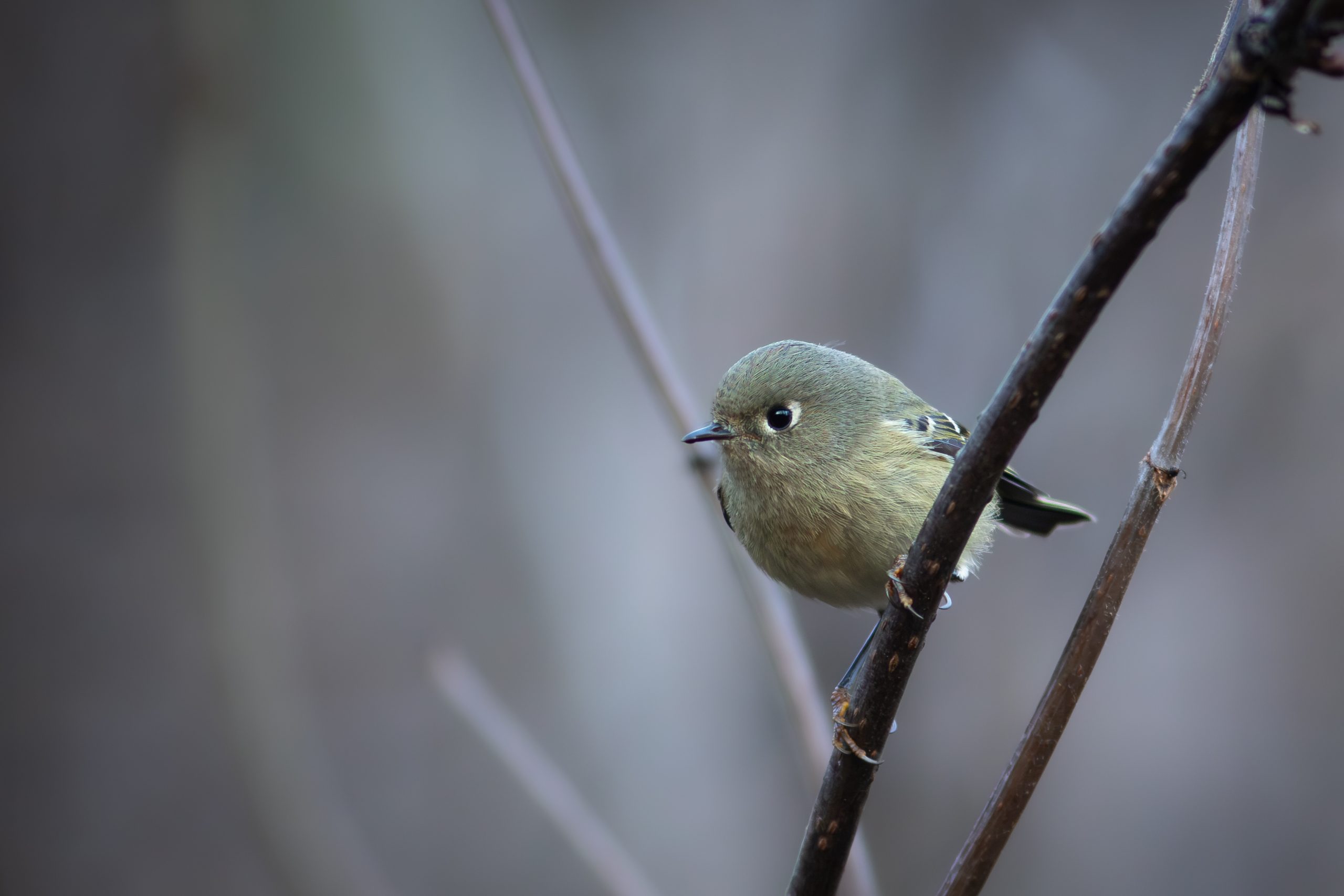 A small, round bird with olive-green feathers perched on a thin branch in Mat-Su, Alaska