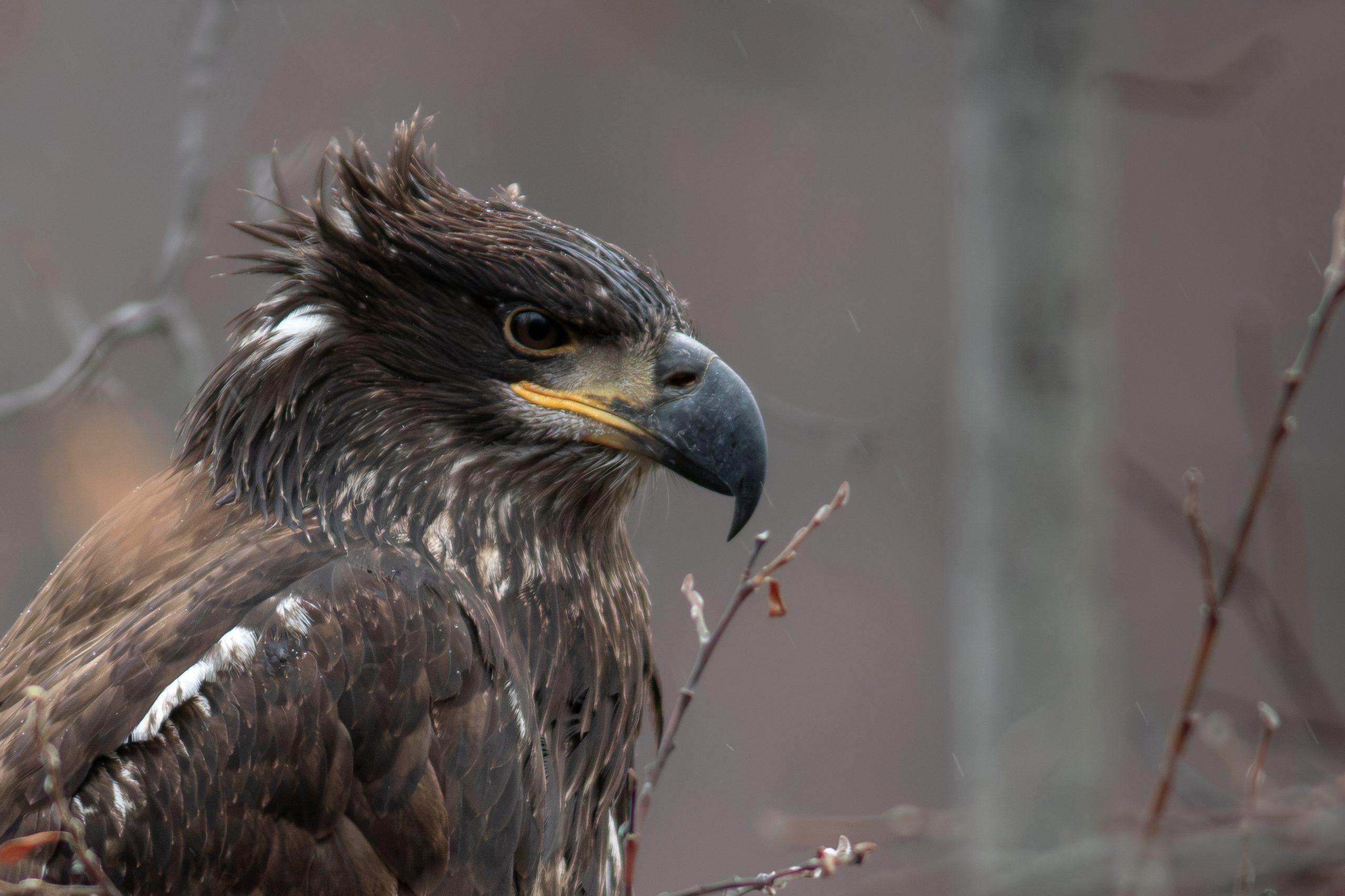 A juvenile bald eagle with ruffled feathers perched on a branch in Mat-Su, Alaska