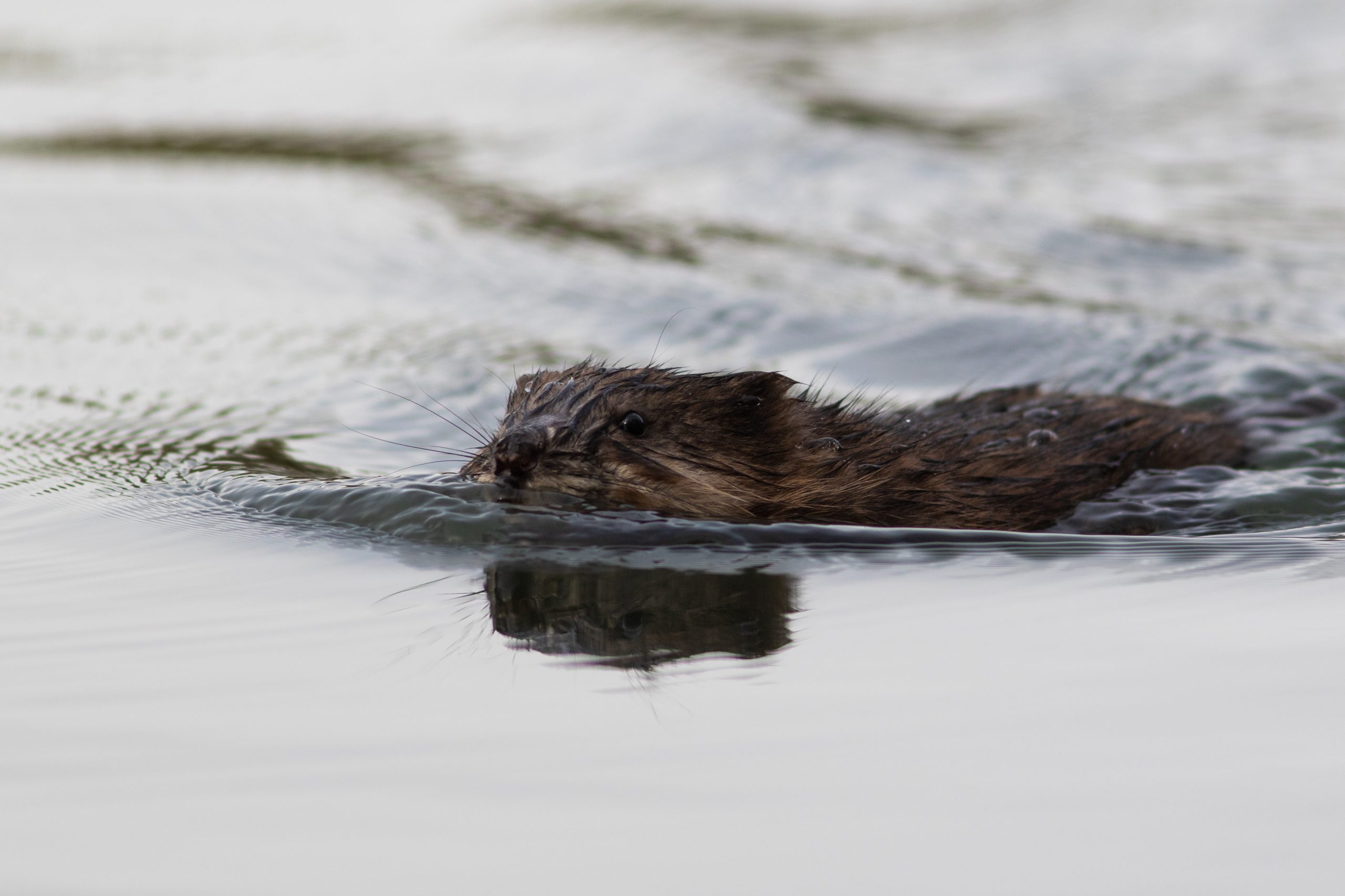 A muskrat swimming through calm water with its head above the surface in Mat-Su, Alaska