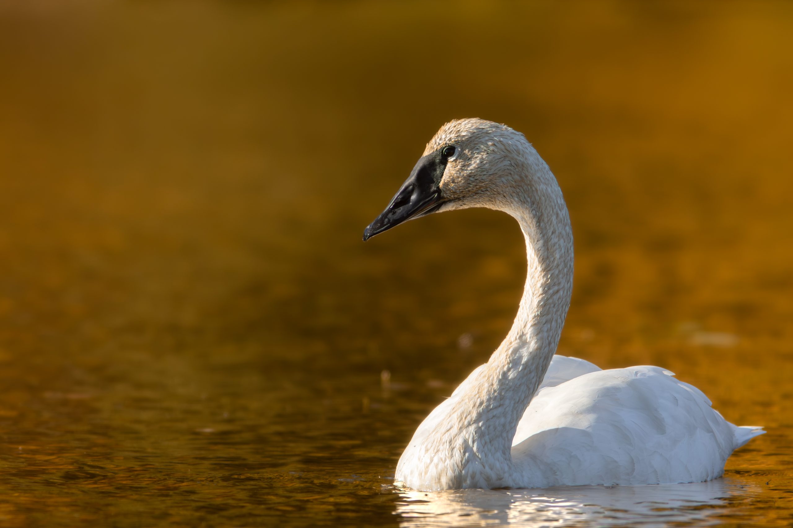 A young swan swimming in water with a golden reflection in Mat-Su, Alaska