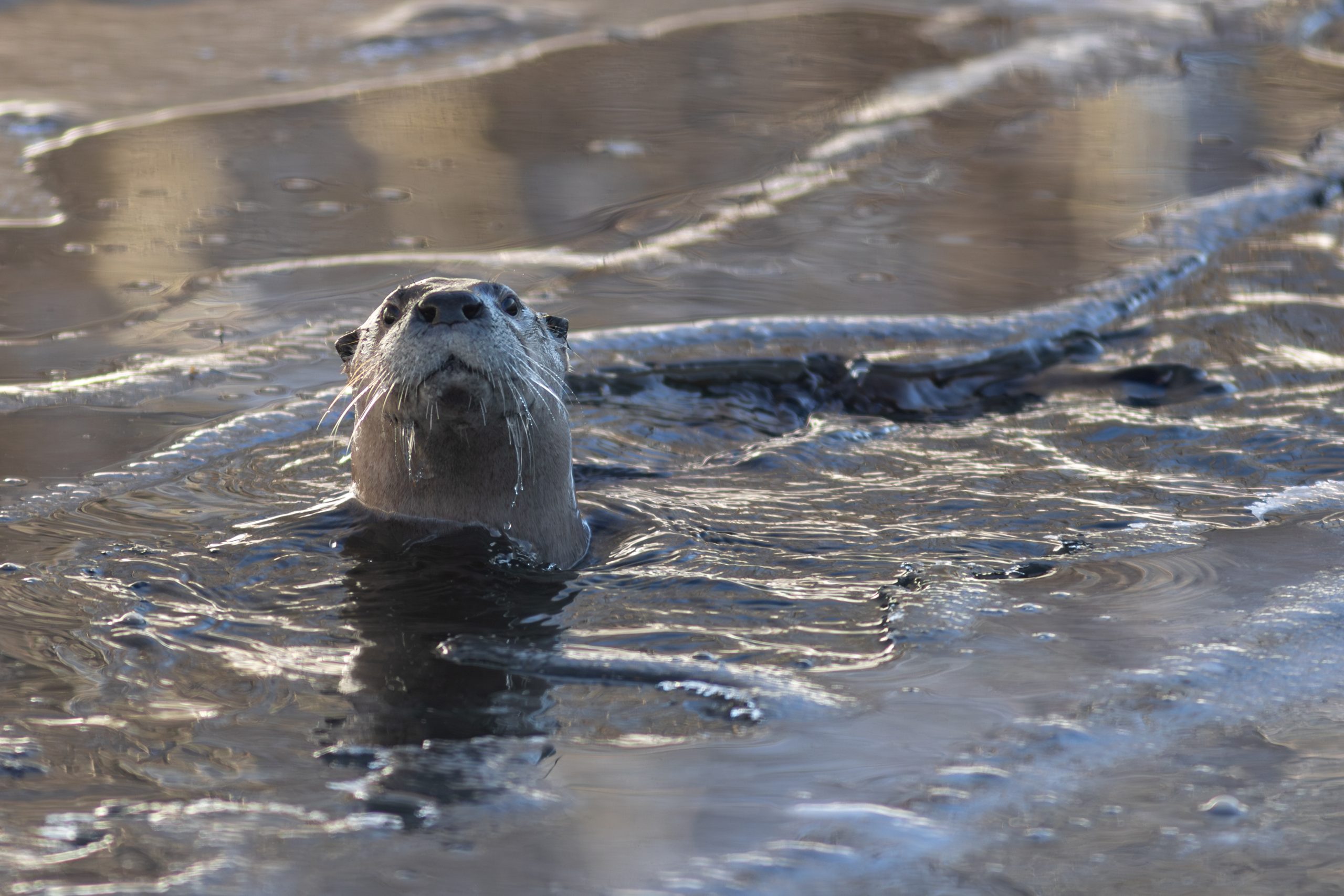 An otter peeks its head out of a hole in the ice in Mat-Su, Alaska