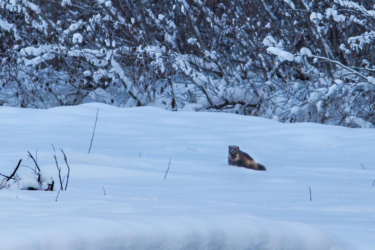 A small marten rests in a vast, snow-covered landscape with trees in the background in Mat-Su, Alaska