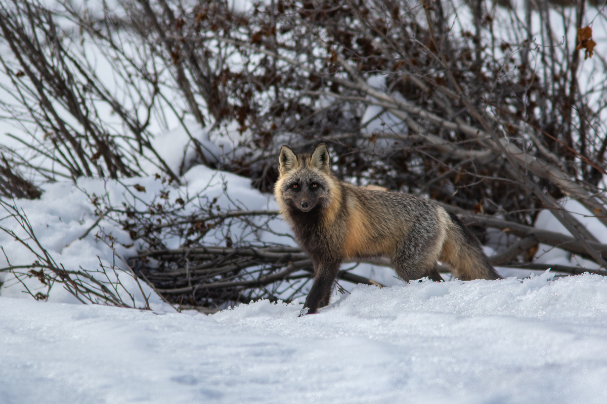 A cross fox standing in the snow in front of bare branches in Mat-Su, Alaska