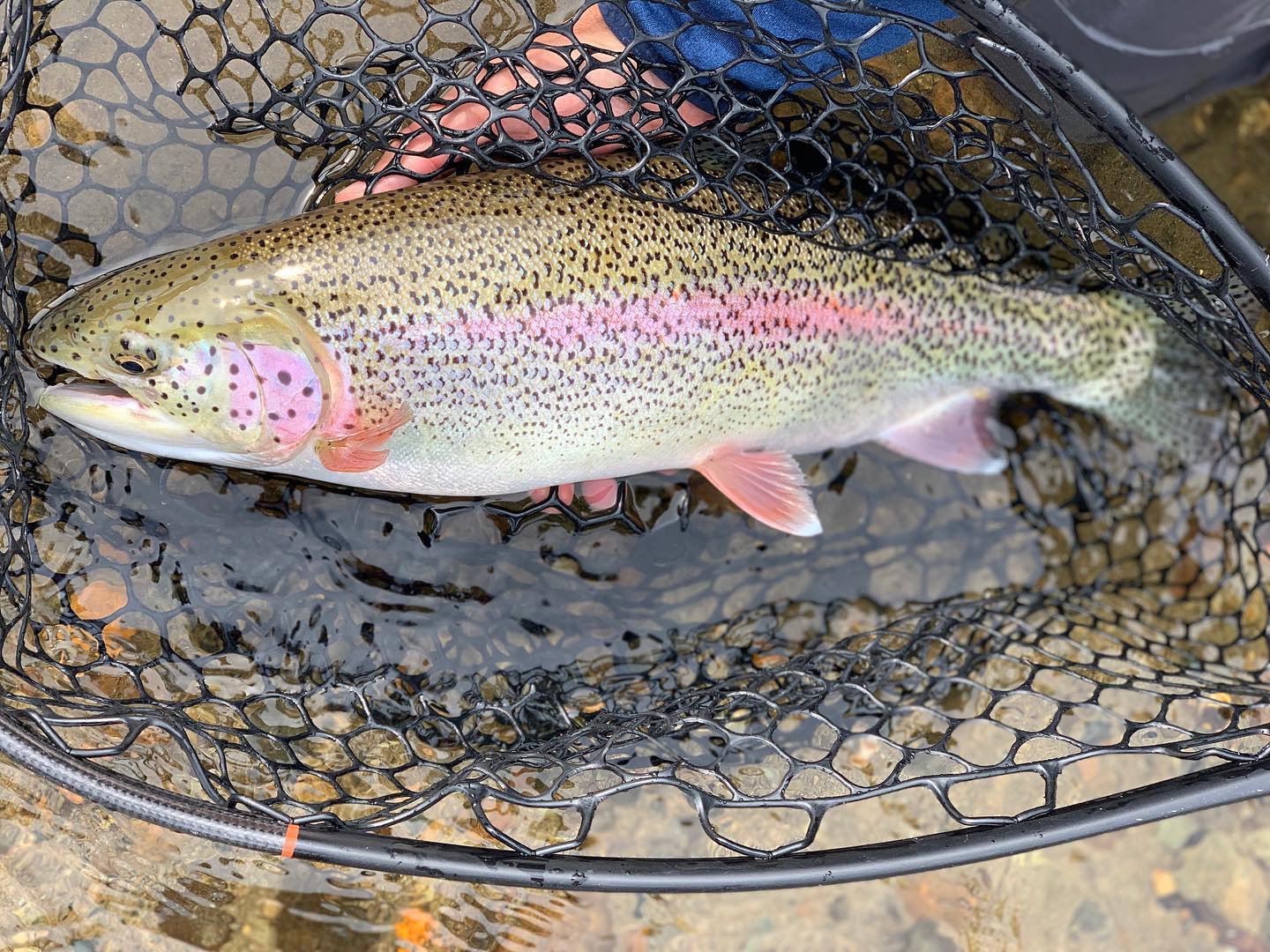 A rainbow trout caught in a black fishing net over shallow water in Mat-Su, Alaska